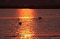 Fenicotteri al tramonto (Capoterra)